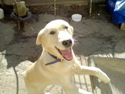 es un cachorrooooo muy cariñoso jugeton le encanta pasear ama su correa no es nesesario ponerle un collar porqe el agarra la correa y va al lado tiene 9 ya dentro de poquito cmple 10 meses es cruza de golden   labrador..